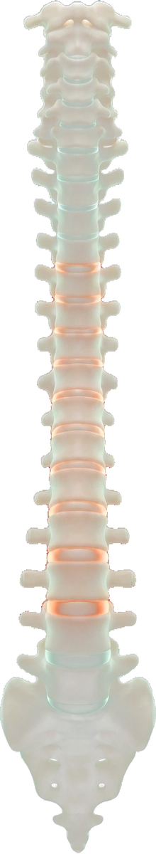 Lumbar spine anatomy showing disc decompression between vertebrae